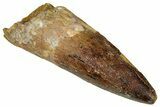 Fossil Spinosaurus Tooth - Real Dinosaur Tooth #350068-1